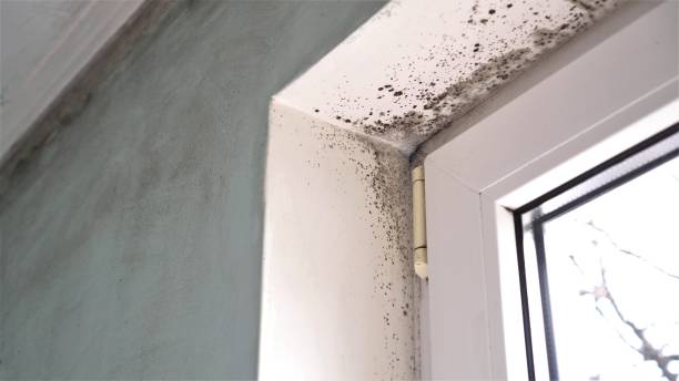 Mold Odor Removal Services in Hamlet, IN